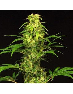 Spicy Bitch - Exotic Seed femminizzati Exotic Seed €22,50