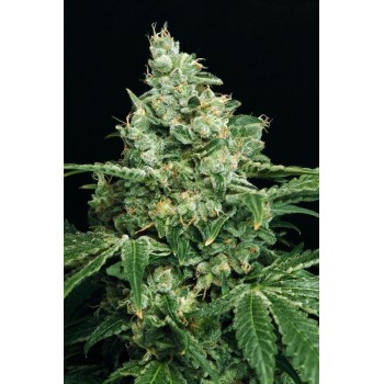 Sir Jack - Exotic Seed femminizzati Exotic Seed €30,00