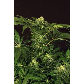 Green Gummy Exotic Seed femminizzati Exotic Seed €23,00