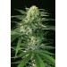 Gipsy Widow - Exotic Seed femminizzati Exotic Seed €22,50