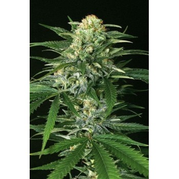 Gipsy Widow - Exotic Seed femminizzati Exotic Seed €22,50