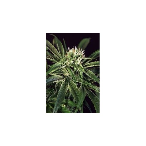 Amnesia Nr 7 - Exotic Seed femminizzati Exotic Seed €22,50