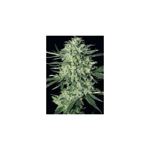 Monster Mash Auto - Exotic Seeds femminizzati Exotic Seed €27,00