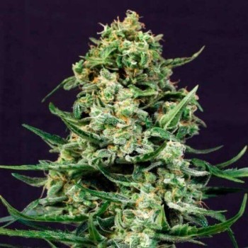 Sir Jack Auto Exotic Seeds femminizzati Exotic Seed €27,00