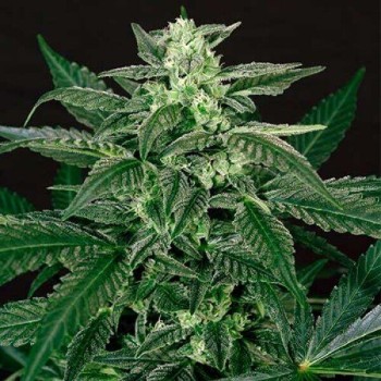 Triple A Auto - Exotic Seed femminizzati Exotic Seed €24,00