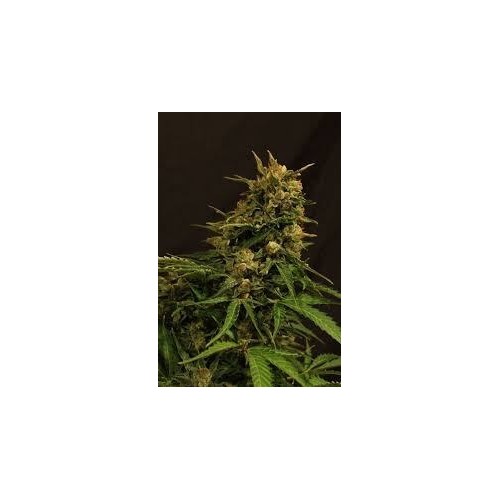 Russian Auto - Exotic Seed femminizzati Exotic Seed €24,00