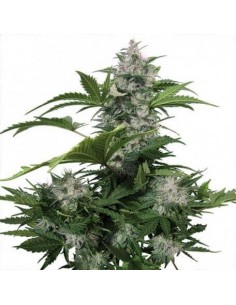White Dwarf Auto - Buddha Seeds femminizzati Buddha Seeds €7,00