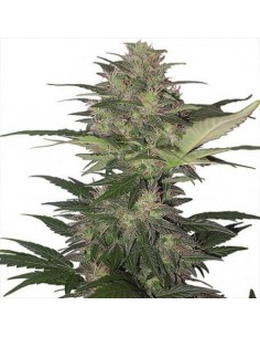 Red Dwarf Auto - Buddha Seeds femminizzati Buddha Seeds €6,00