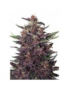 Buddha Purple Kush Auto - Buddha Seeds femminizzati Buddha Seeds €8,00