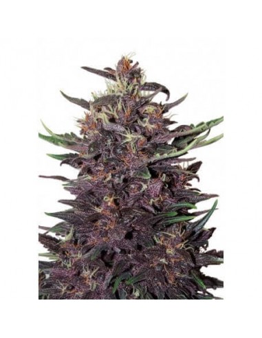 Buddha Purple Kush Auto - Buddha Seeds femminizzati Buddha Seeds €8,00