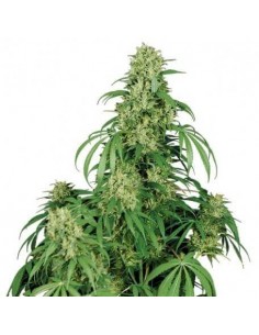 Calamity Jane Auto - Buddha Seeds Buddha Seeds €8,00