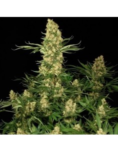 Wappa - Paradise Seeds femminizzati Paradise Seeds €20,00