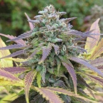 White Berry - Paradise Seeds femminizzati Paradise Seeds €32,00
