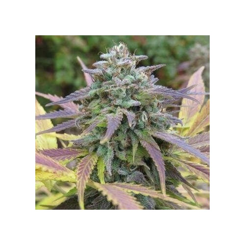 White Berry - Paradise Seeds femminizzati Paradise Seeds €32,00