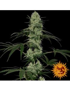 Tangerine Dream Auto - Barney's Farm femminizzati Barney's Farm €25,00
