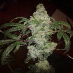 Nebula - Paradise Seeds femminizzati Paradise Seeds €32,00