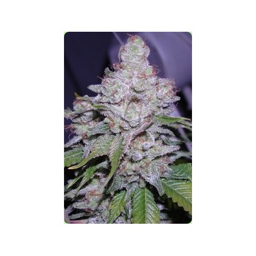 AUTO White Berry - Paradise Seeds femminizzati Paradise Seeds €23,00