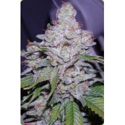 AUTO White Berry - Paradise Seeds femminizzati Paradise Seeds €23,00