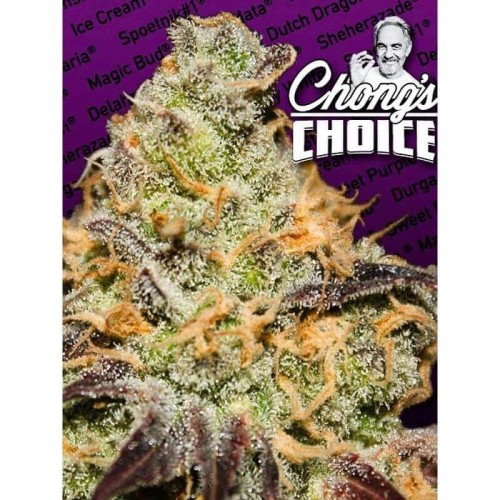 Blue Kush Berry - Paradise Seeds femminizzati Paradise Seeds €26,00