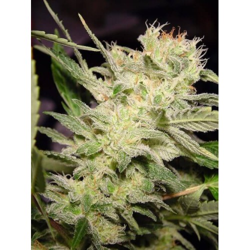 AUTO Jack - Paradise Seeds femminizzati Paradise Seeds €23,00