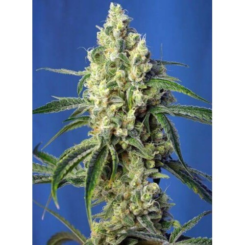 Green Poison CBD - Sweet Seeds femminizzati Sweet Seeds €27,00