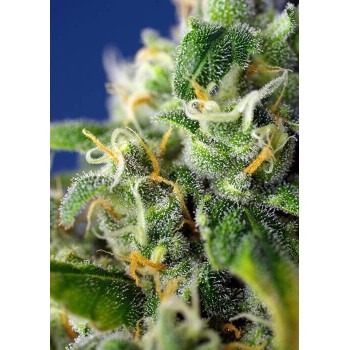 Honey Peach Auto CBD - Sweet Seeds femminizzati Sweet Seeds €27,00