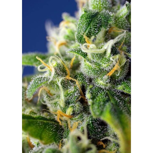 Honey Peach Auto CBD - Sweet Seeds femminizzati Sweet Seeds €27,00