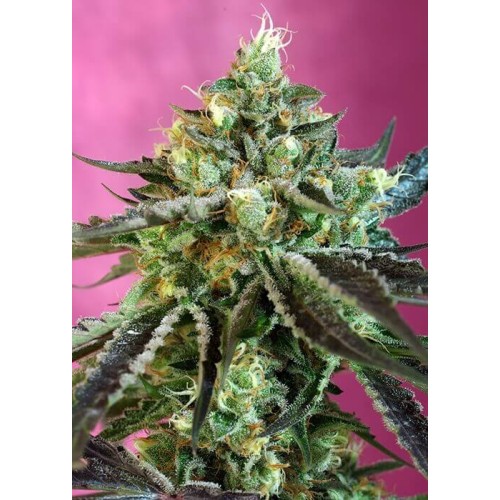 Sweet Nurse Auto CBD - Sweet Seeds femminizzati Sweet Seeds €27,00