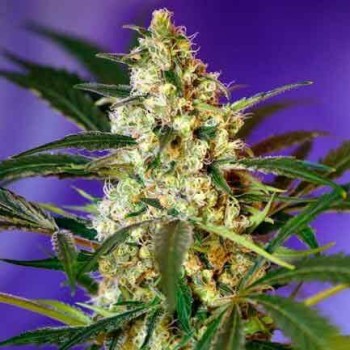 Fast Bud Auto - Sweet Seeds femminizzati Sweet Seeds €17,90