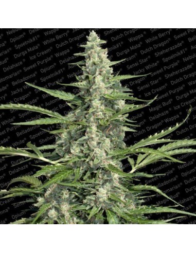 Pandora Auto - Paradise Seeds femminizzati Paradise Seeds €23,00