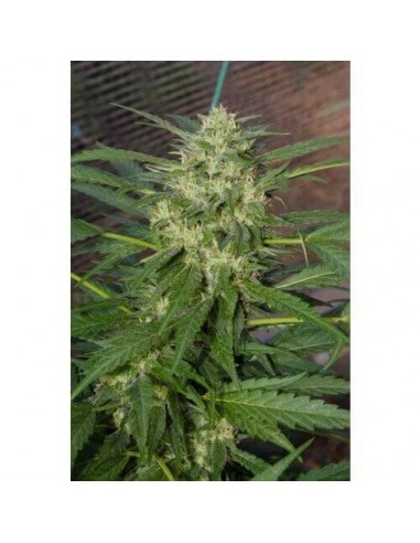 Pandora Auto - Paradise Seeds femminizzati Paradise Seeds €23,00