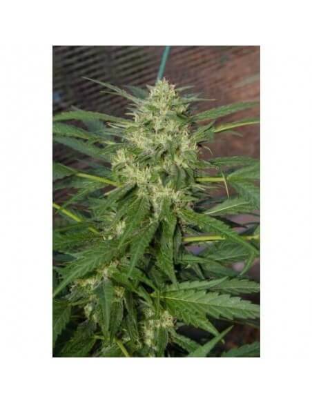 Pandora Auto - Paradise Seeds femminizzati Paradise Seeds €23,00