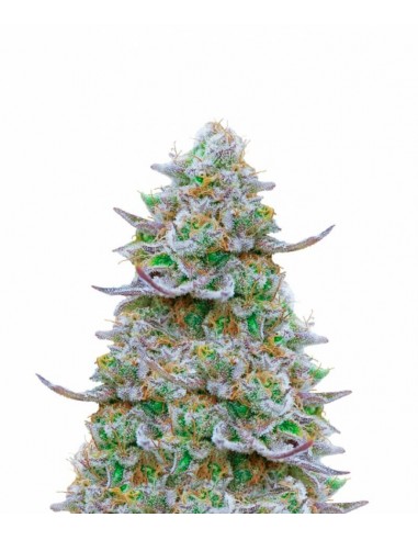 Gorilla Zkittlez - Barney's Farm femminizzati Barney's Farm €35,01