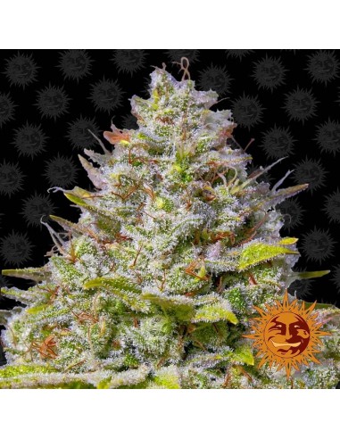 Blue Gelato 41 - Barney' s Farm femminizzati Barney's Farm €32,00