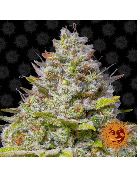 Blue Gelato 41 - Barney' s Farm femminizzati Barney's Farm €32,00