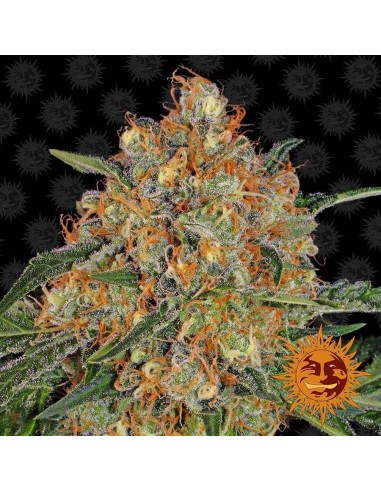 Orange Sherbert - Barney's Farm femminizzati Barney's Farm €32,00