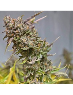 Peyote Cookies - Barney' s Farm femminizzati Barney's Farm €30,00