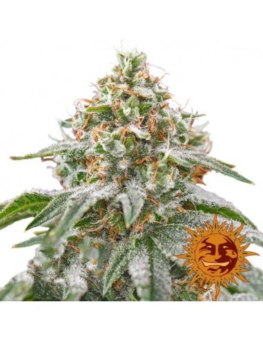 Pink Kush - Barney' s Farm femminizzati Barney's Farm €27,00