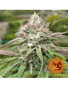 Peyote Critical - Barney' s Farm femminizzati Barney's Farm €30,00