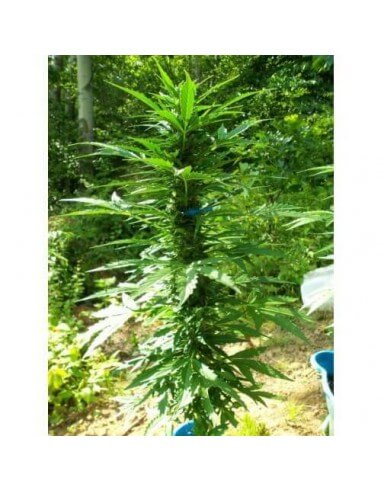 Pandora Auto - Paradise Seeds femminizzati Paradise Seeds €23,00