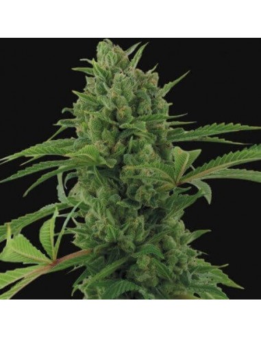 Pineapple Express Auto - Barney's Farm femminizzati Barney's Farm €27,00