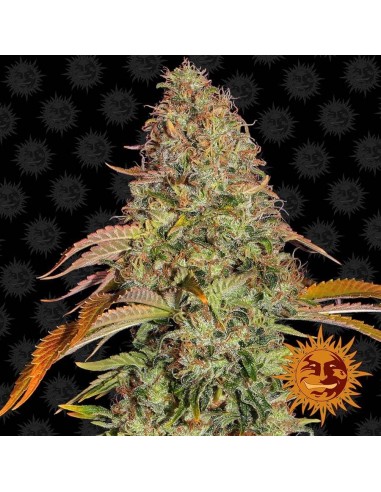 Zkittlez OG Auto - Barney's Farm femminizzati Barney's Farm €27,00