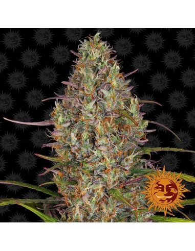 Glue Gelato Auto - Barney's Farm femminizzati Barney's Farm €30,00