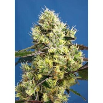 Sweet Gelato Auto - Sweet Seeds femminizzati Sweet Seeds €25,50
