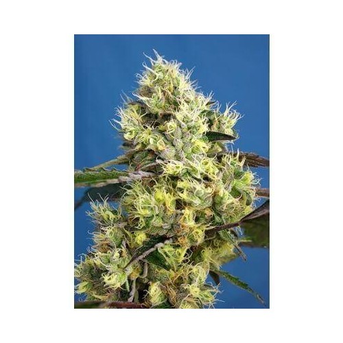 Sweet Gelato Auto - Sweet Seeds femminizzati Sweet Seeds €25,50