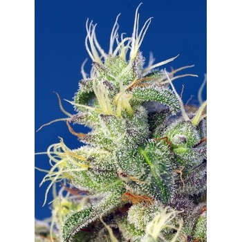 Do-Sweet-Dos - Sweet Seeds femminizzati Sweet Seeds €29,50