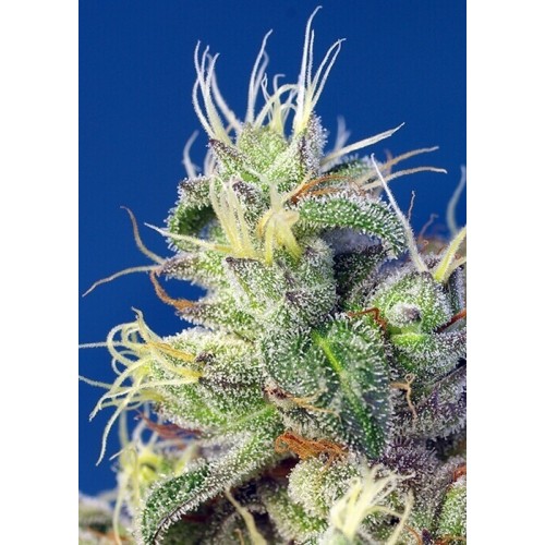 Do-Sweet-Dos - Sweet Seeds femminizzati Sweet Seeds €29,50