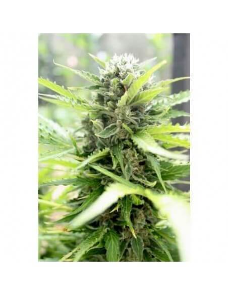 Pandora Auto - Paradise Seeds femminizzati Paradise Seeds €23,00