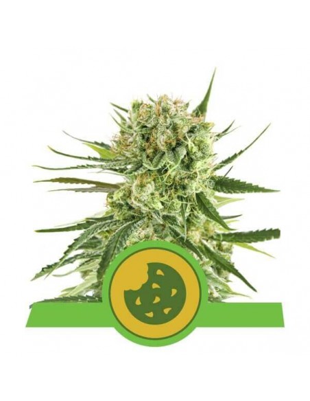 Royal Cookies Automatic - Royal Queen Seeds femminizzati Royal Queen Seeds €25,00
