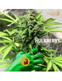 HulkBerry - Royal Queen Seeds femminizzati Royal Queen Seeds €29,00